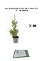 Pack de 40 leylandii 2001 en m15